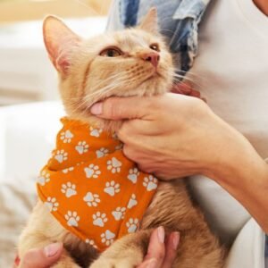 123658-1 Pet Bandana - Small