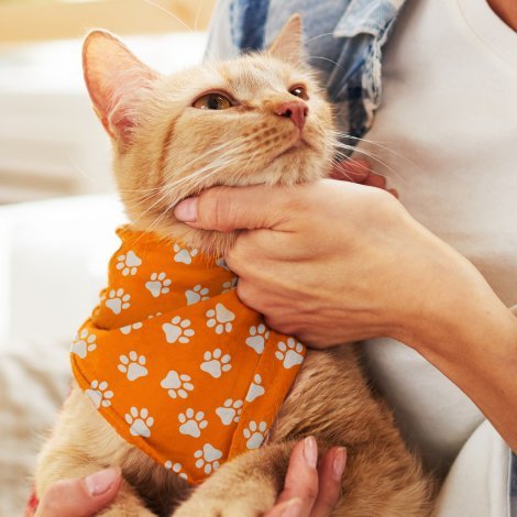 123658-1 Pet Bandana - Small