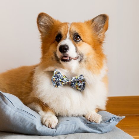 125067-3 Amigo Pet Bow Tie