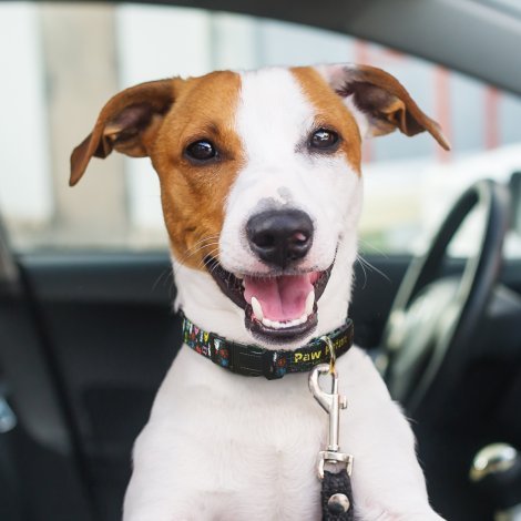 125070-3 Amigo Dog Collar