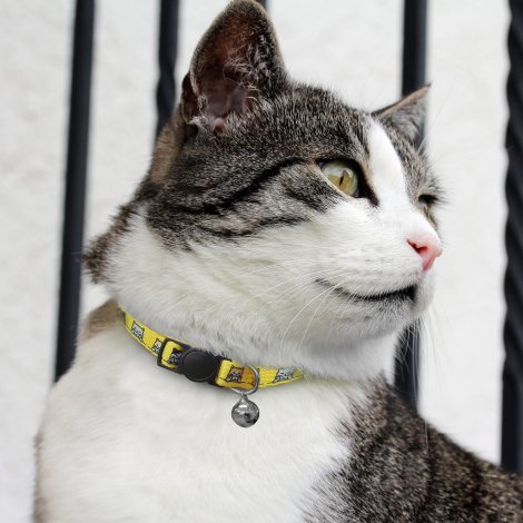 125072-5 Amigo Cat Collar